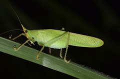 Copiphora brevicauda