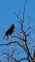 Corvus corax