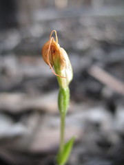 Pterostylis setulosa