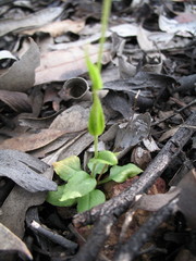 Pterostylis setulosa