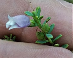Eremophila weldii