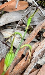 Cryptostylis subulata