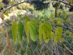 Bauhinia aculeata