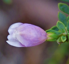 Eremophila weldii