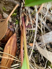 Cryptostylis subulata