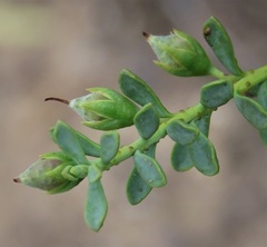 Eremophila weldii