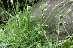 Albuca humilis