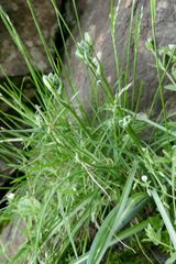 Albuca humilis