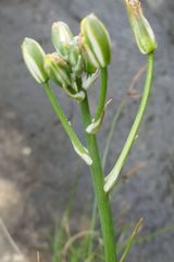 Albuca humilis