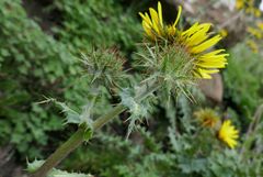 Berkheya multijuga