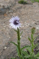 Berkheya multijuga
