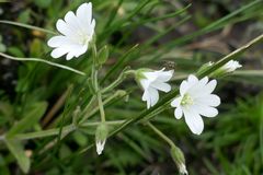 Cerastium arabidis