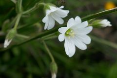 Cerastium arabidis