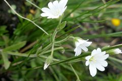 Cerastium arabidis