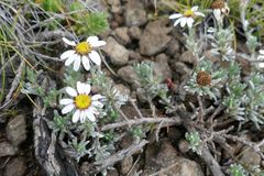 Eumorphia prostrata