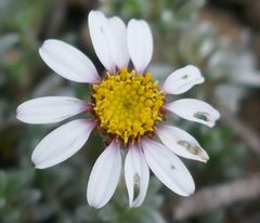 Eumorphia prostrata