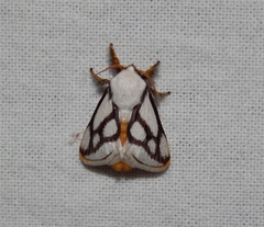 Parapluda invitabilis