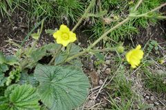 Geum capense