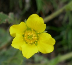 Geum capense