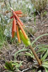 Kniphofia hirsuta