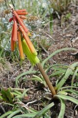Kniphofia hirsuta