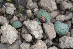Massonia wittebergensis