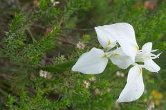 Moraea albicuspa