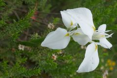 Moraea albicuspa