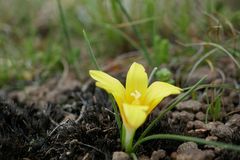 Romulea macowanii macowanii