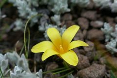 Romulea macowanii macowanii
