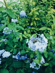 Plumbago auriculata