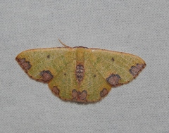 Celidomphax rubrimaculata