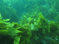 Pempheris klunzingeri