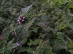 Coccocypselum lanceolatum