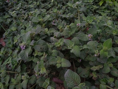 Coccocypselum lanceolatum