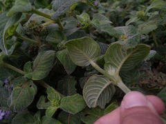 Coccocypselum lanceolatum