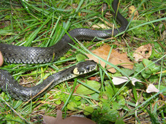 Natrix natrix