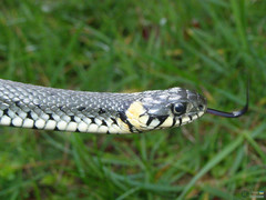 Natrix natrix