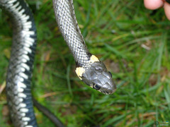 Natrix natrix