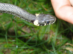 Natrix natrix