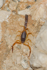 Parabuthus villosus