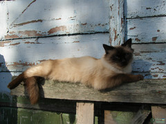 Felis catus