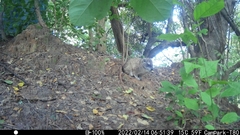 Dendrohyrax arboreus