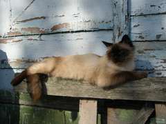 Felis catus
