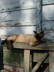 Felis catus