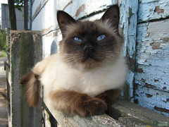 Felis catus