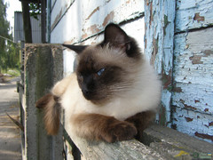 Felis catus