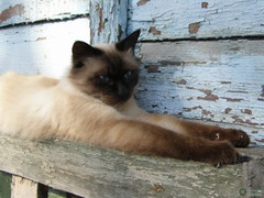 Felis catus