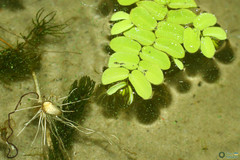 Salvinia natans