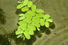 Salvinia natans